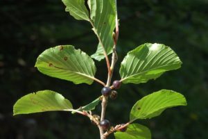 Rhamnus alpina ssp alpina 6, Saxifraga-Jan van der Straaten www.freenatureimages.eu